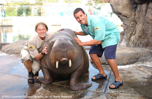 Adam Sandler touching a walrus in a zoo while a handler holds the animal in place