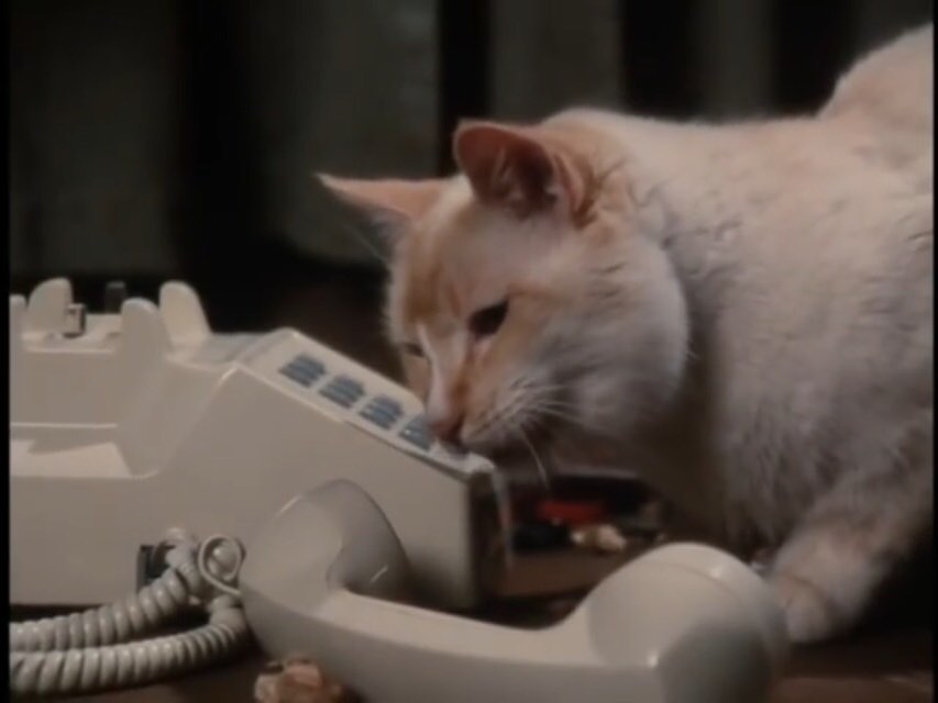 Cream-colored cat dialing up a white telephone