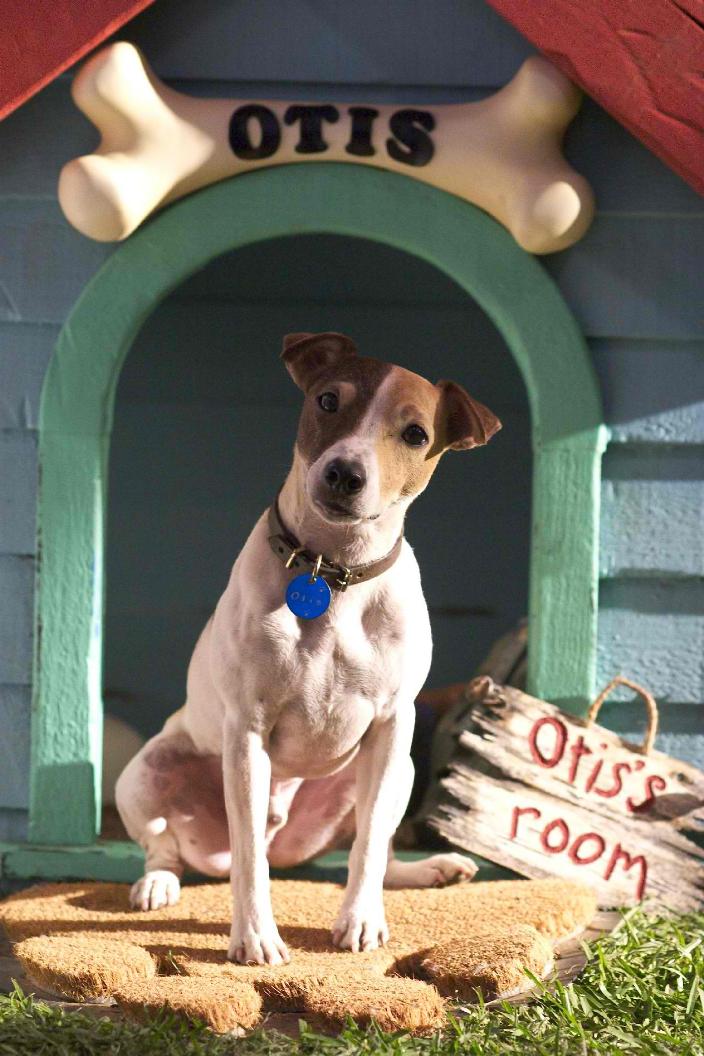 White-and-brown Jack Russell Terrier sitting in front of a dog house with Otis written on it