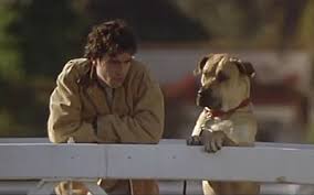 Man leaning on a white fence with a brown Mastiff standing up to lean on the fence as well