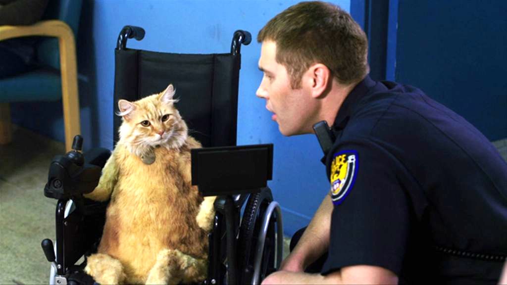 Ginger cat in a wheelchair looking at a police officer
