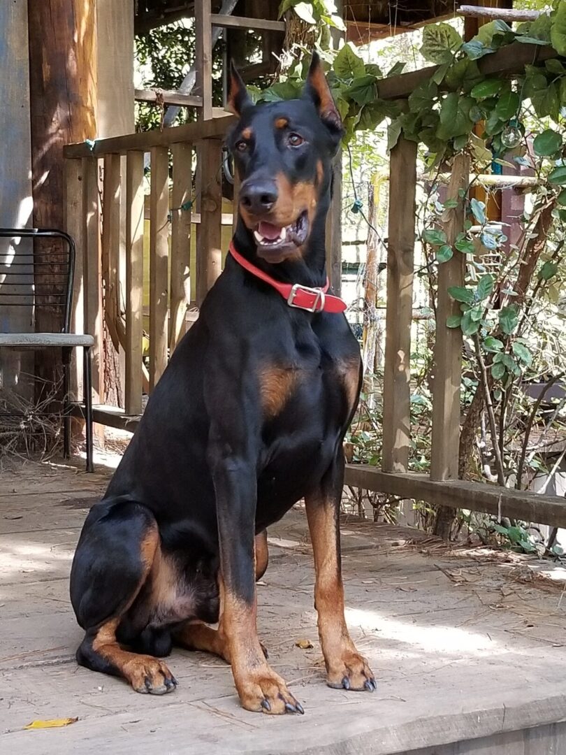 Black-and-brown Doberman with a red dog collar sitting on a front porch of a cabin