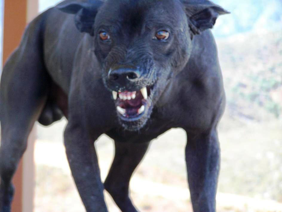 Black dog snarling and showing his canine fangs