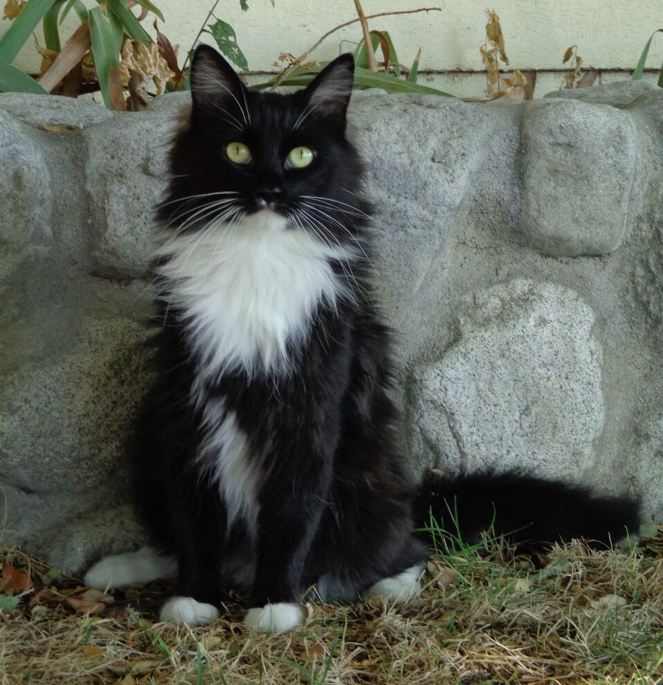 Black-and-white fluffy cat sitting in front of a stone flowerbed