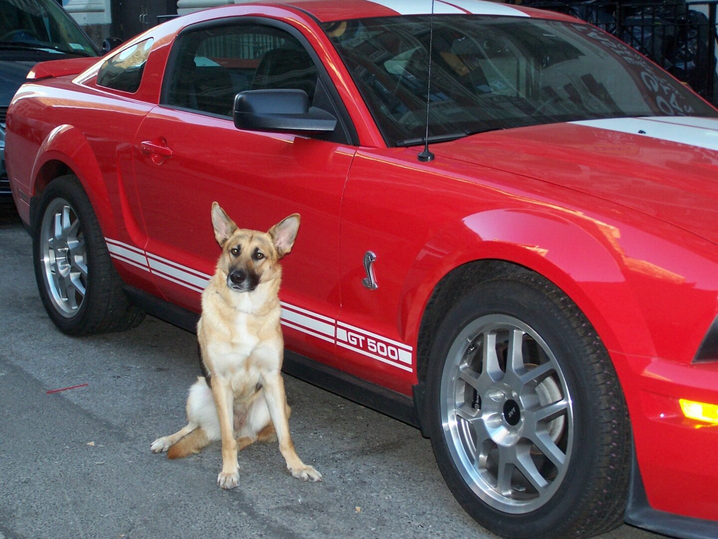 German Shepard sitting next to a red sports car