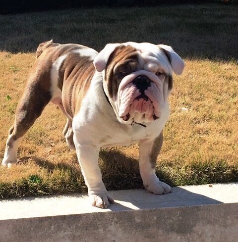Brown-and-white English Bulldog standing on the edge of a lawn