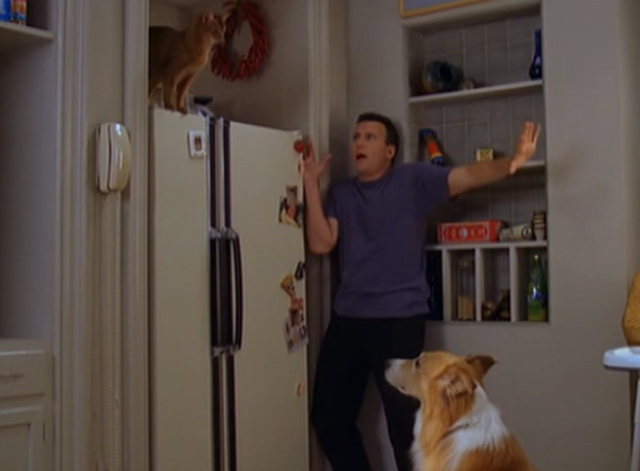 Ginger cat on top of a refrigerator staring down at a Border Collie while a surprised man watches